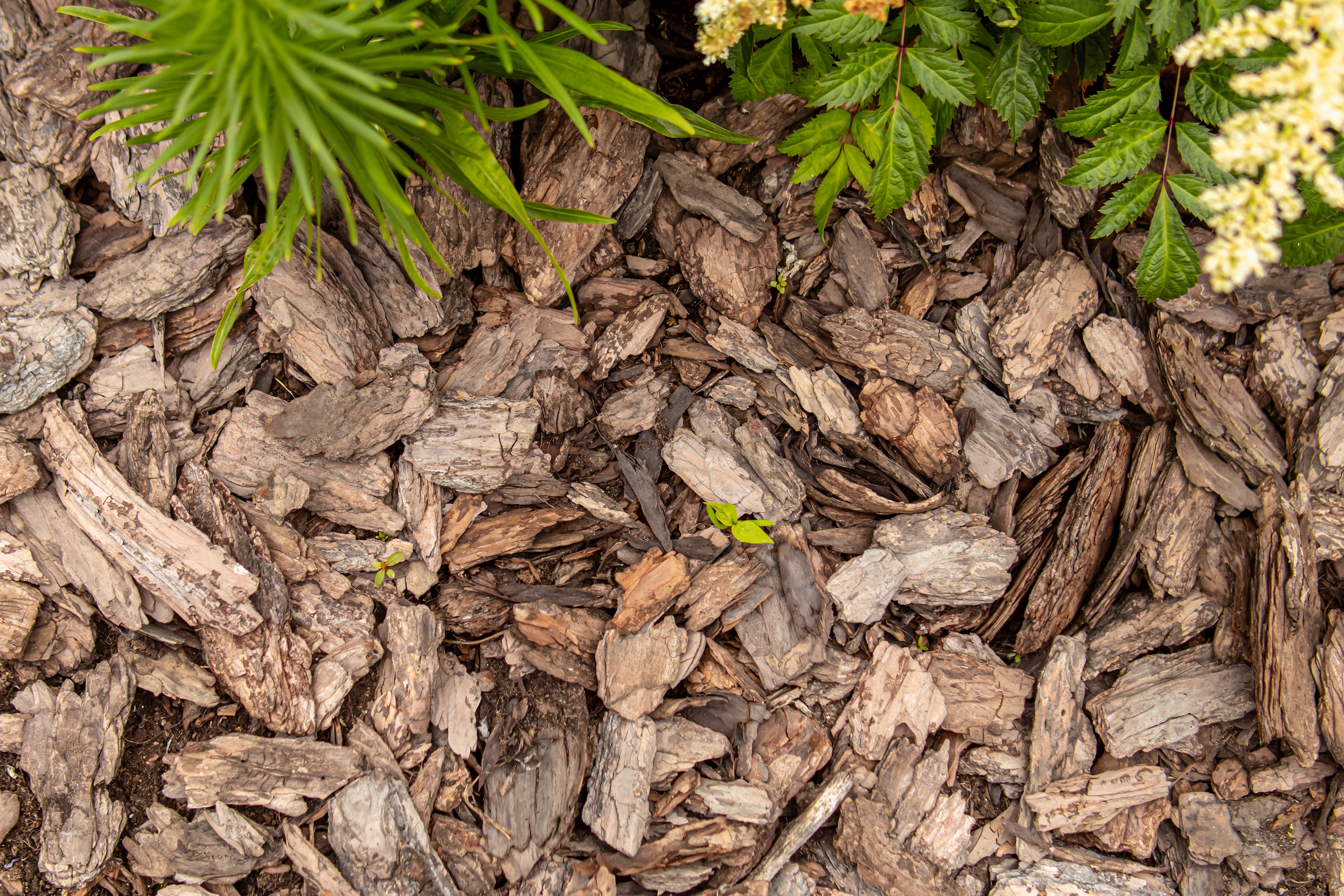 Contaminated mulch: What are the NSW Environment Protection Authority's powers?