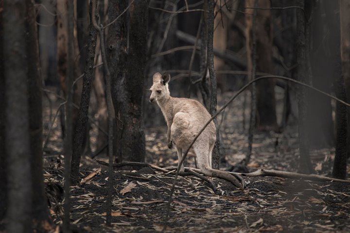 The bushfire crisis and its implications for NSW planning and environment laws