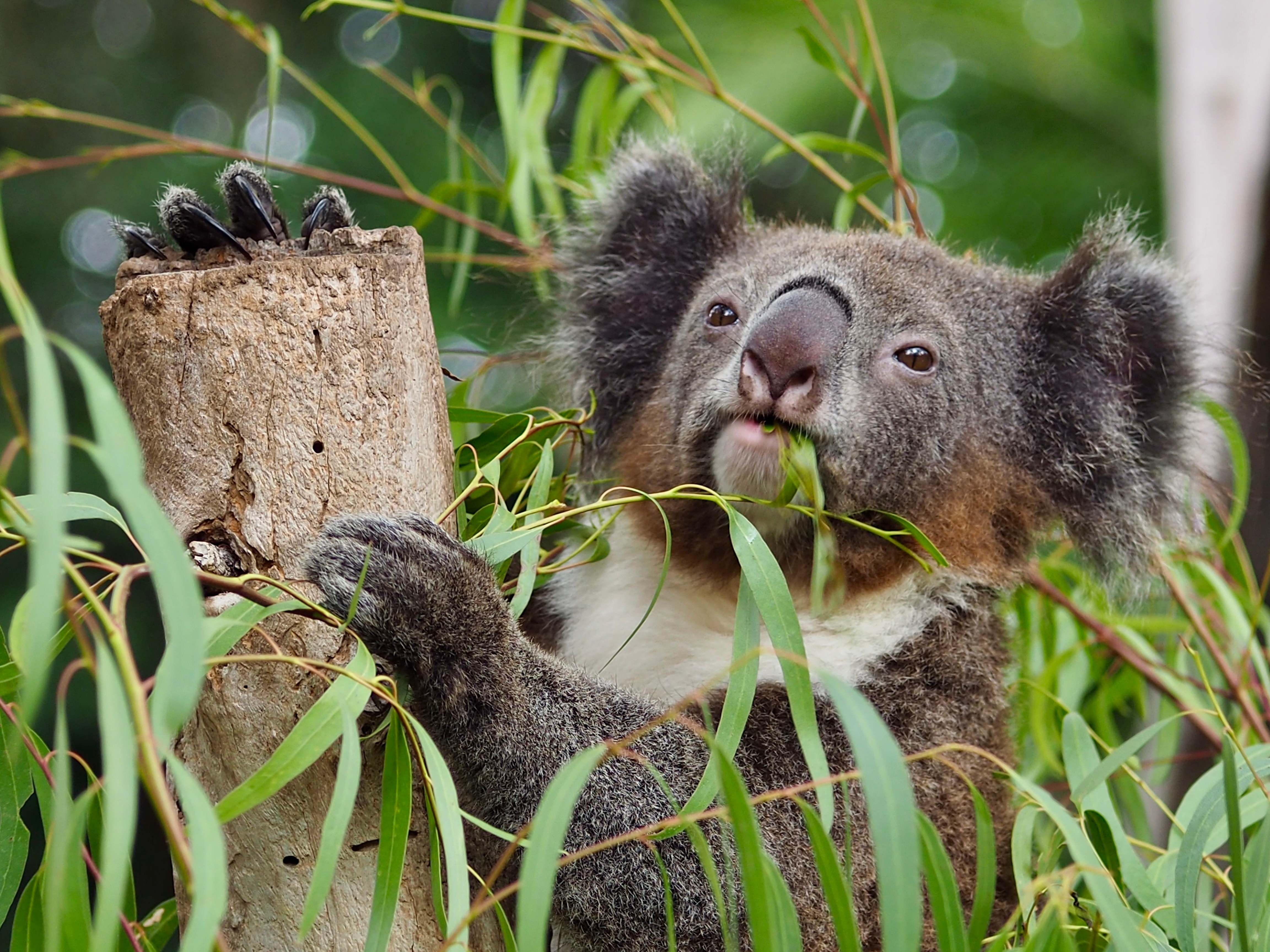 Size of habitat area matters to koalas: Planning and Environment Court of Queensland finds that a proposed minor change to a development application does not require referral for interfering with koala habitat in an area that is koala habitat area but not koala priority area